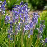  Hyacinthoides hispanica 'Excelsior'