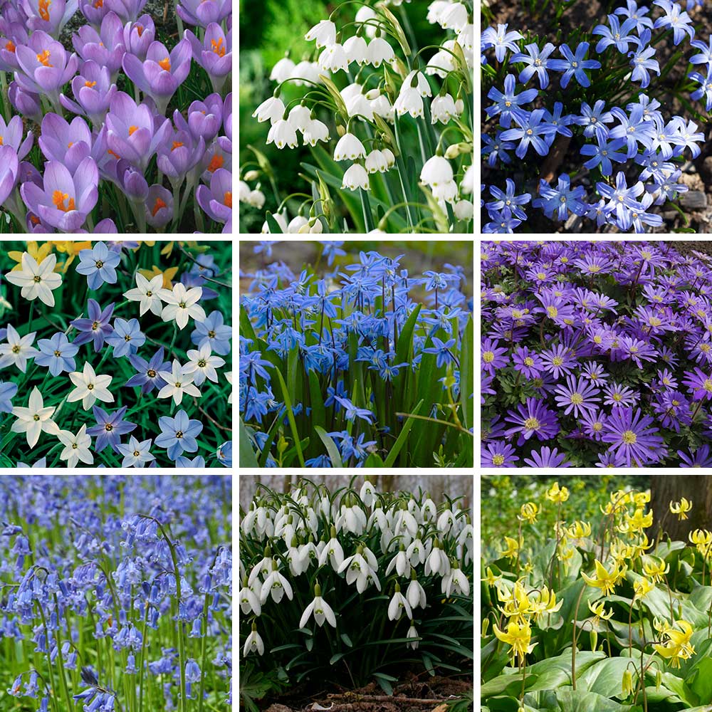 Woodland Naturalizing Collection of Bulbs | White Flower Farm, image size:1000x1000