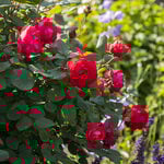  Rose Oso Easy Double Red®