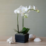  White Moth Orchid in black square cachepot
