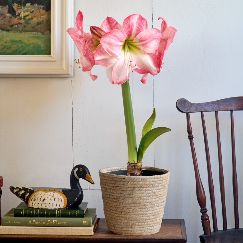 Amaryllis 'Blossom Grandise'