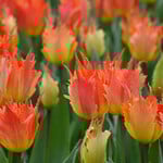  Tulip 'Beauty of Leo'
