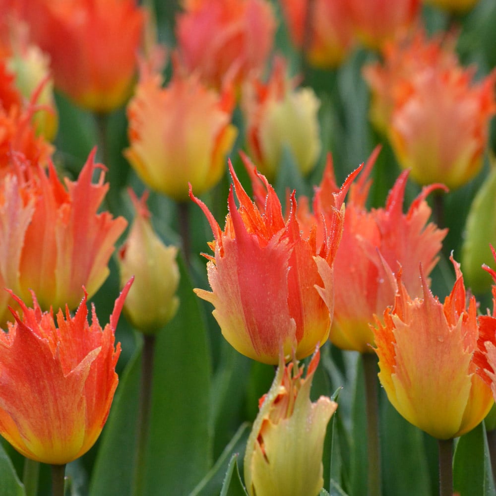 Tulip 'Beauty of Leo'