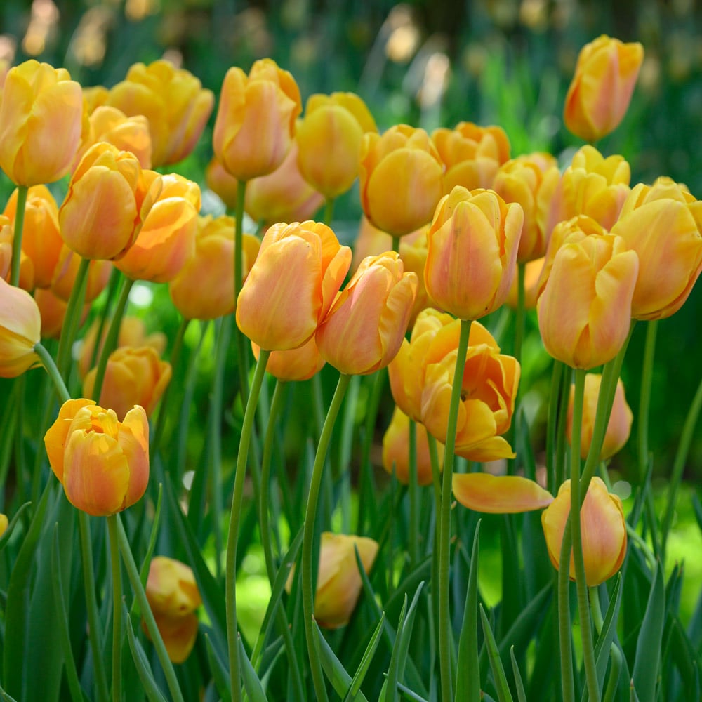 Tulip 'Bellville'