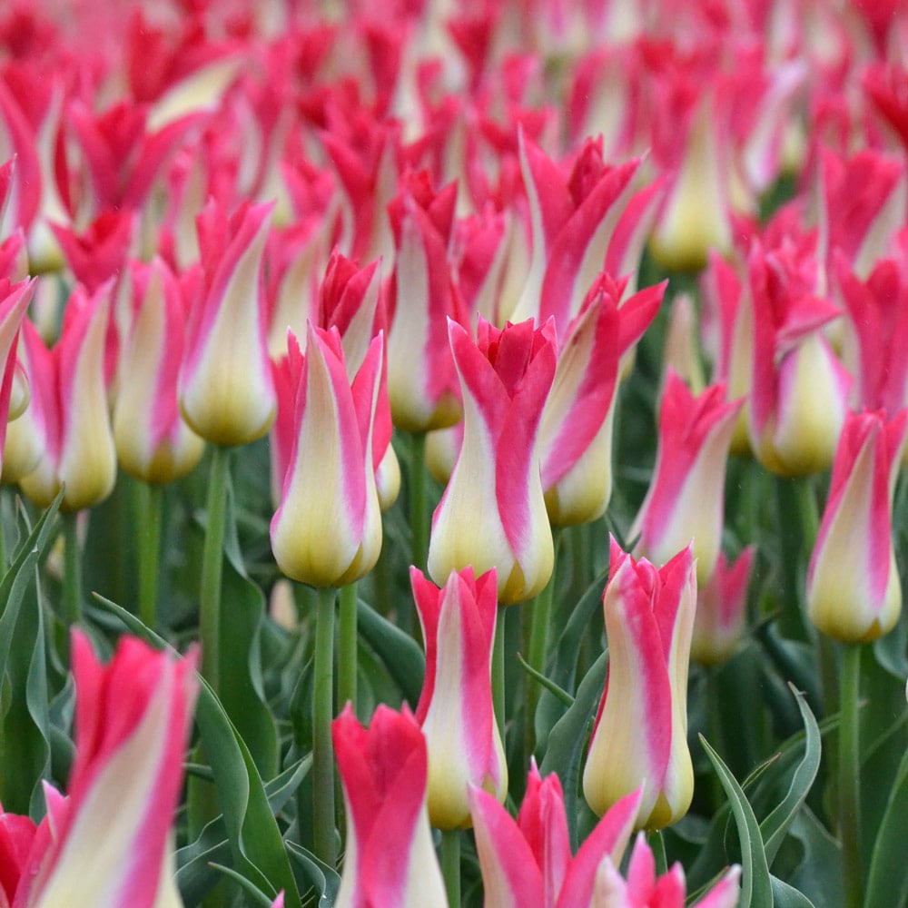 Tulip 'Love Story'