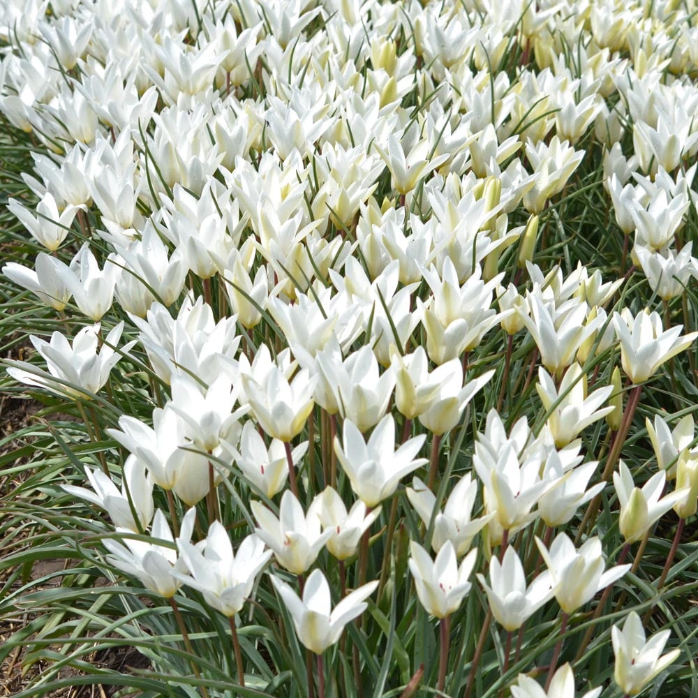 Tulip 'Sylvia'