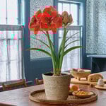  Amaryllis 'Magical Touch'