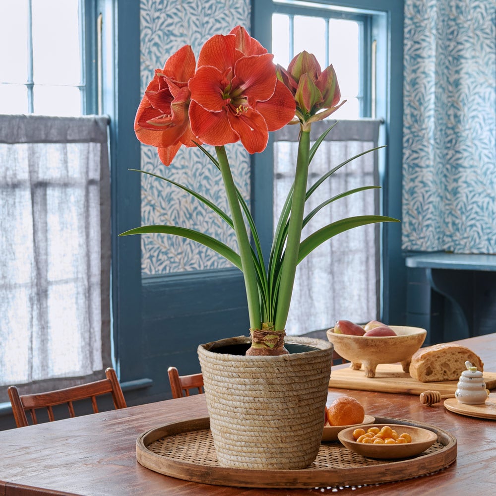 Amaryllis in Baskets