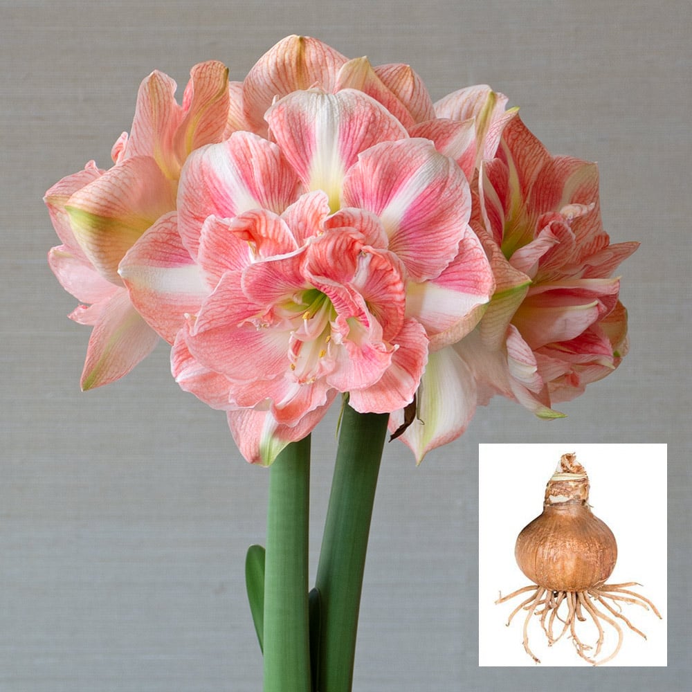 Amaryllis 'Blossom Nymph'