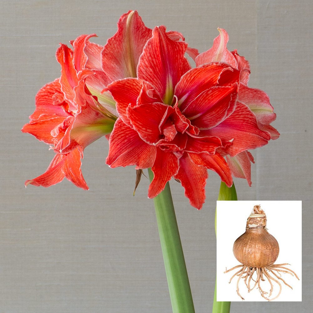 White Flower Farm Amaryllis Minerva - Thumbnail 2