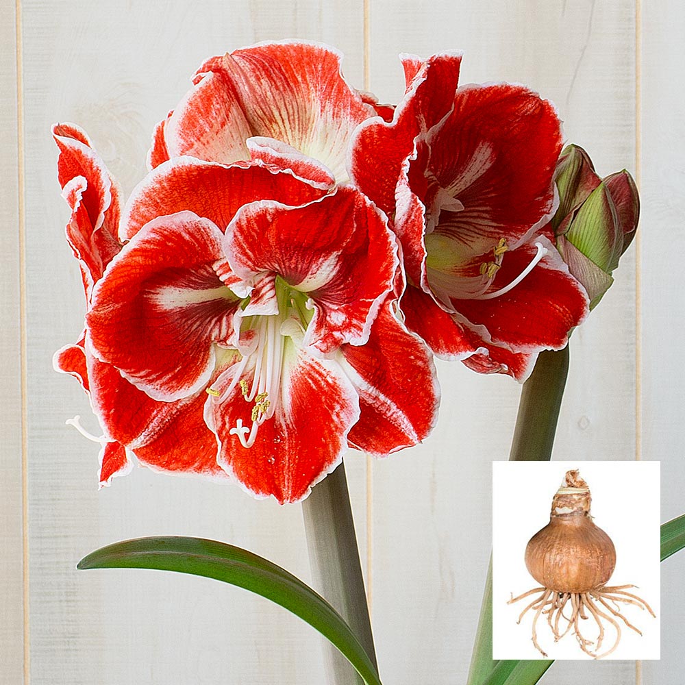 Amaryllis 'Samba,' one bulb in linen bag