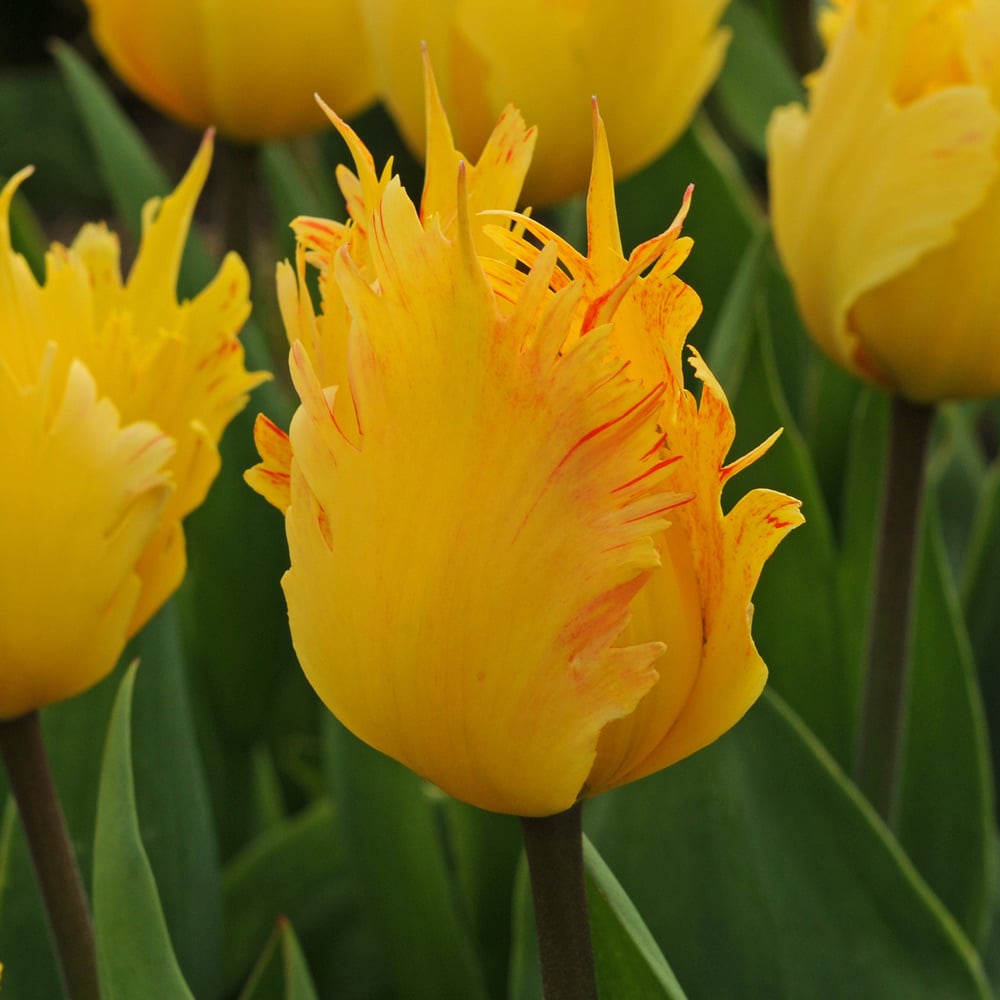Tulip 'Golden Leo'