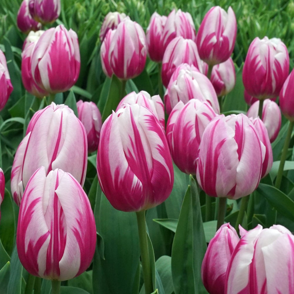 Tulip 'Bojangles'