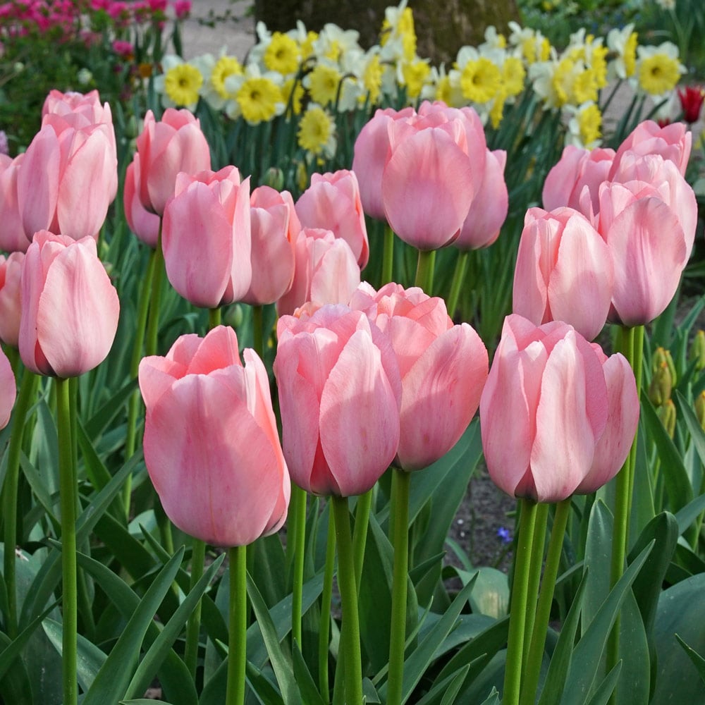 Tulip 'Bella Blush'
