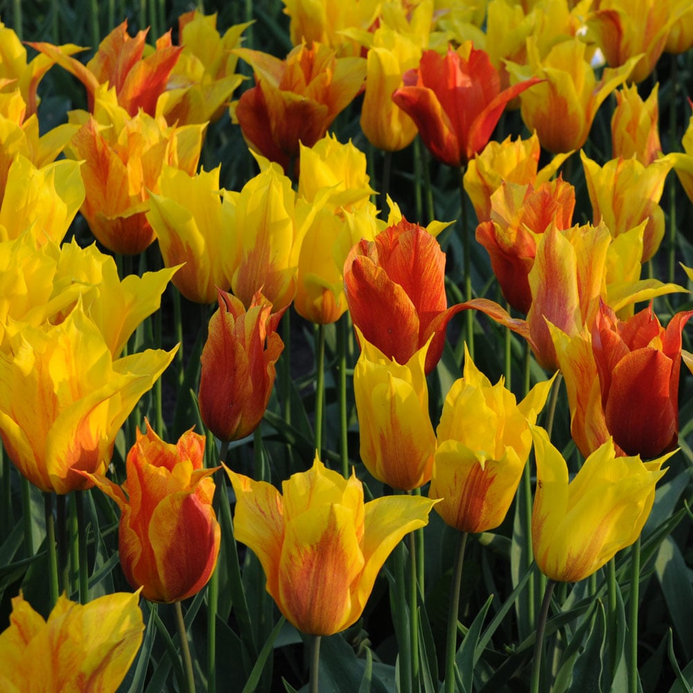 Tulip 'Vendee Globe'