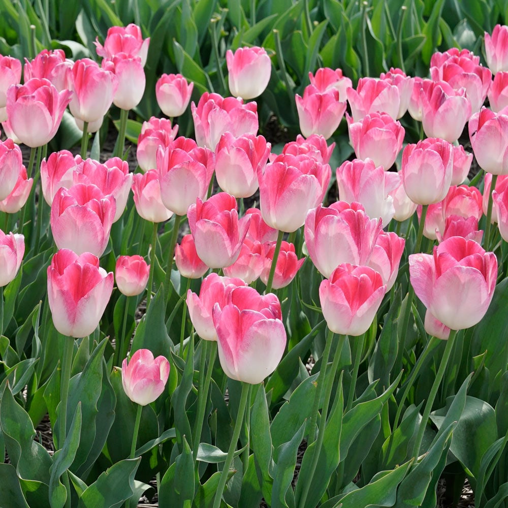 Tulip 'Supri Erotic'