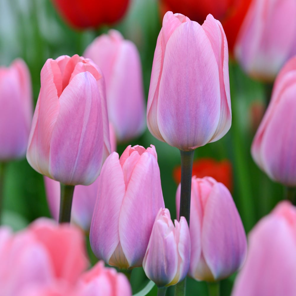 Tulip 'Light and Dreamy'