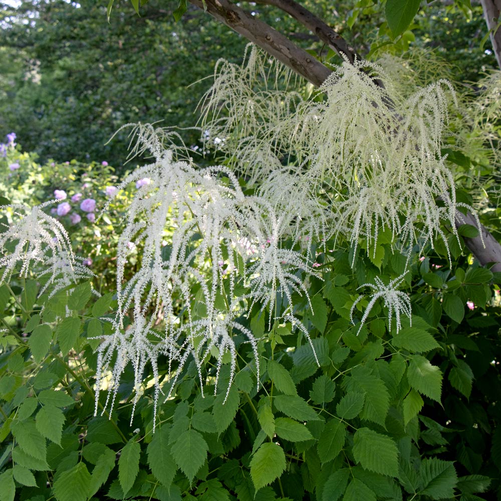Aruncus dioicus