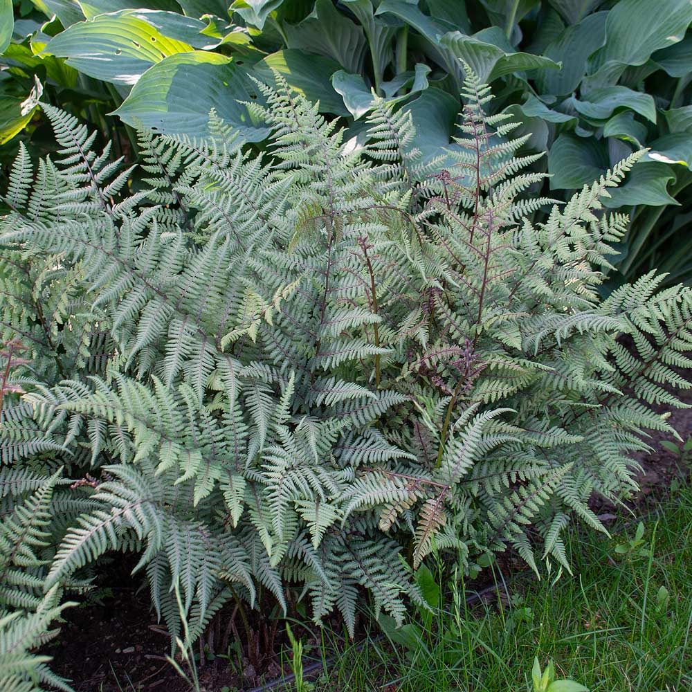 Athyrium 'Ghost' - Fern