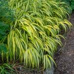  Hakonechloa macra 'Aureola'