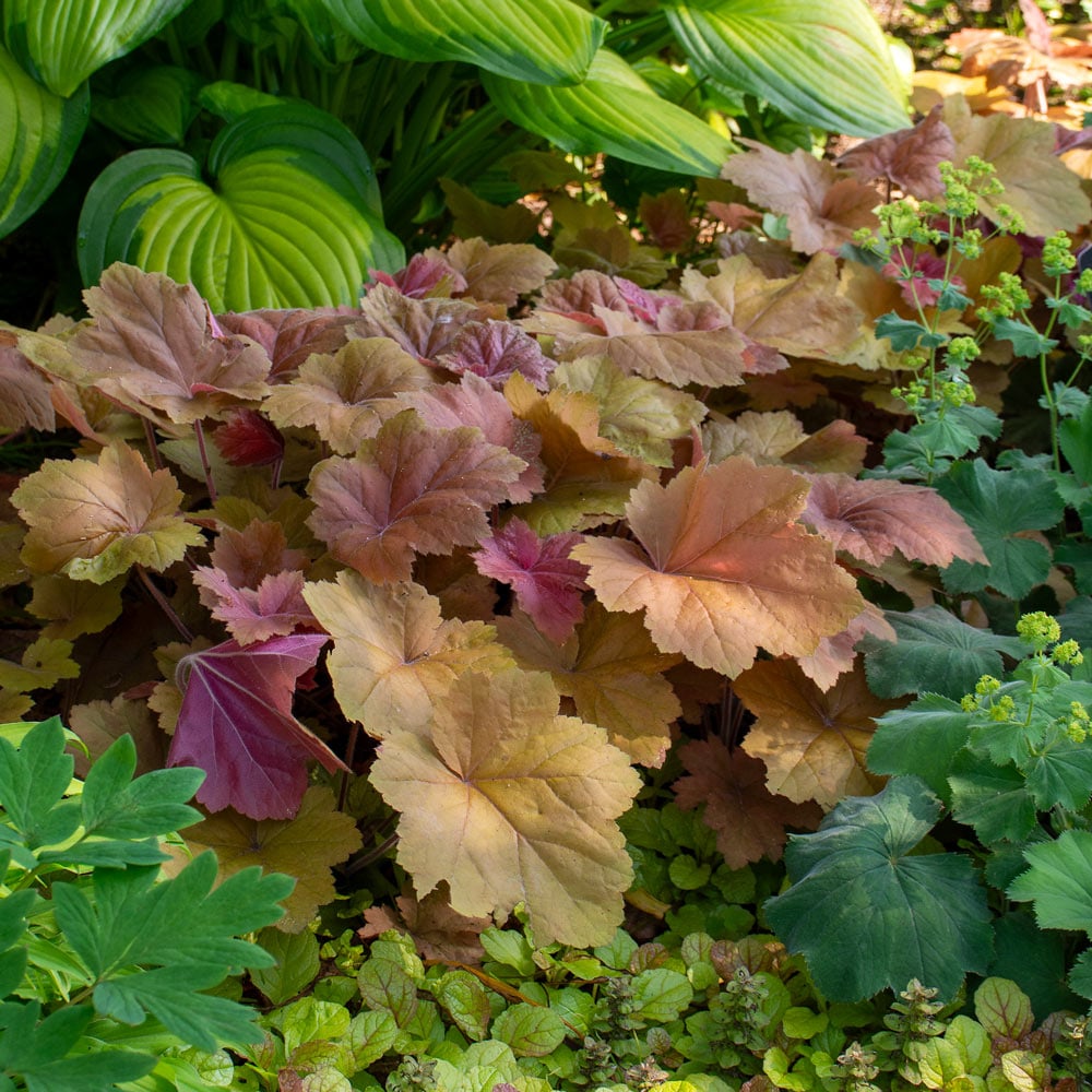 Heuchera 'Southern Comfort'