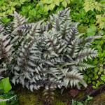  Athyrium niponicum var. pictum - Japanese Painted Fern