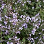  Calamintha nepeta 'Marvelette Blue'