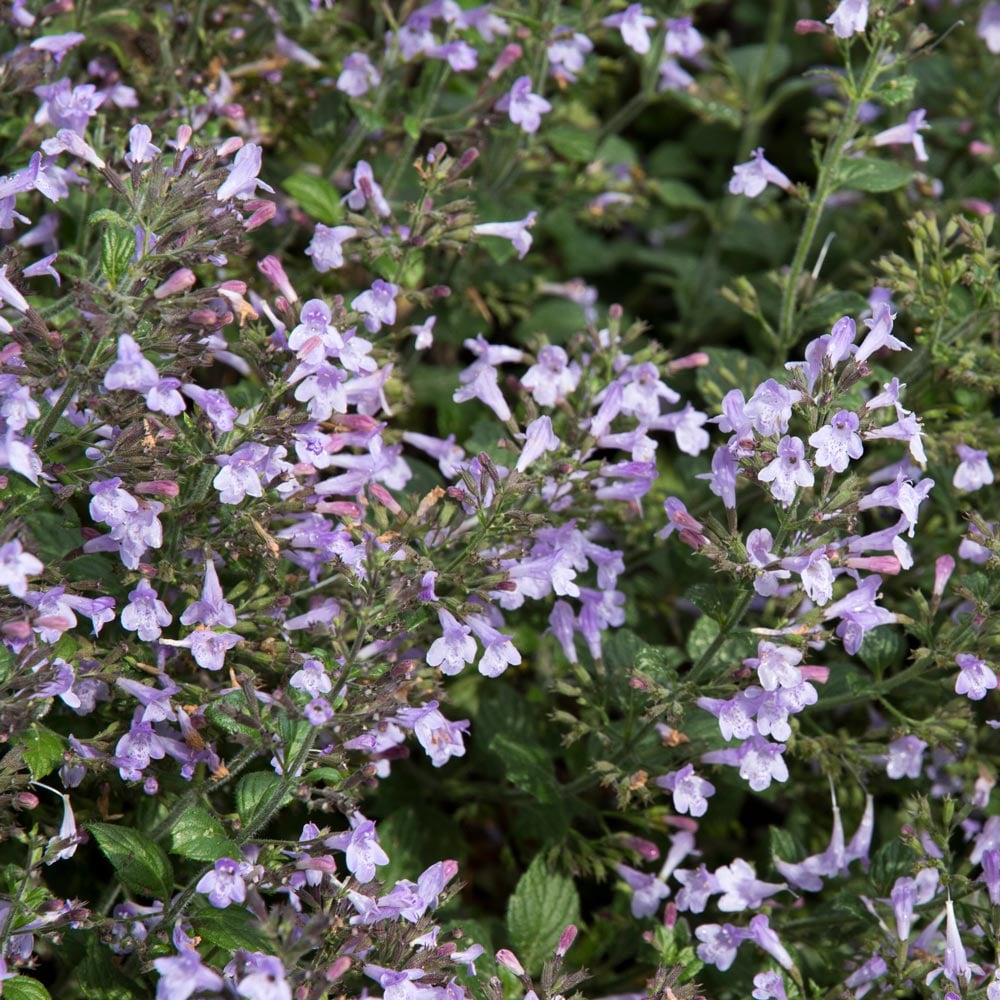 Calamintha nepeta 'Marvelette Blue'