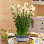  Paperwhite 'Wintersun' Kit with galvanized bowl