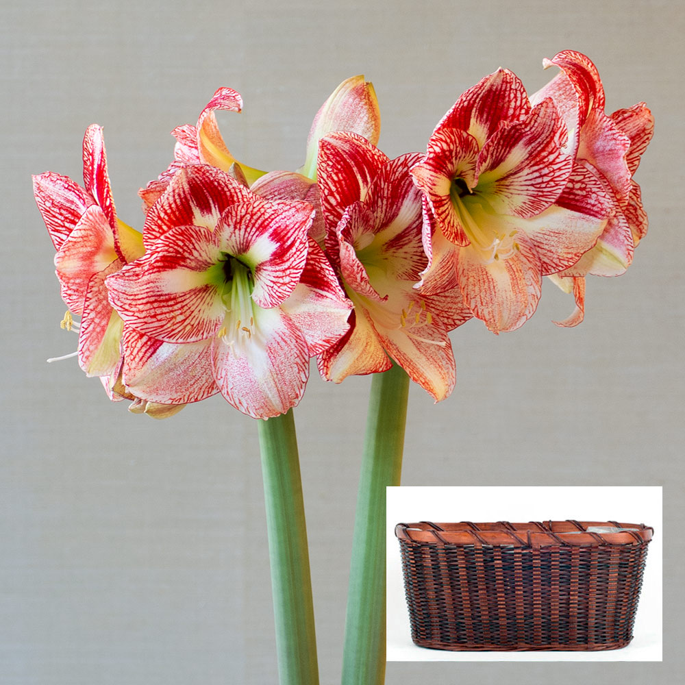 Amaryllis 'Spotted Cream'