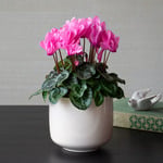  Cyclamen Laser™ Synchro Pink in cream ceramic cachepot