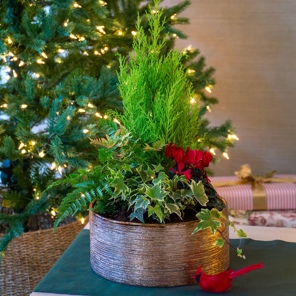 Festive Fountain Dish Garden Kit