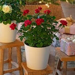  Red Rose in white metal cachepot