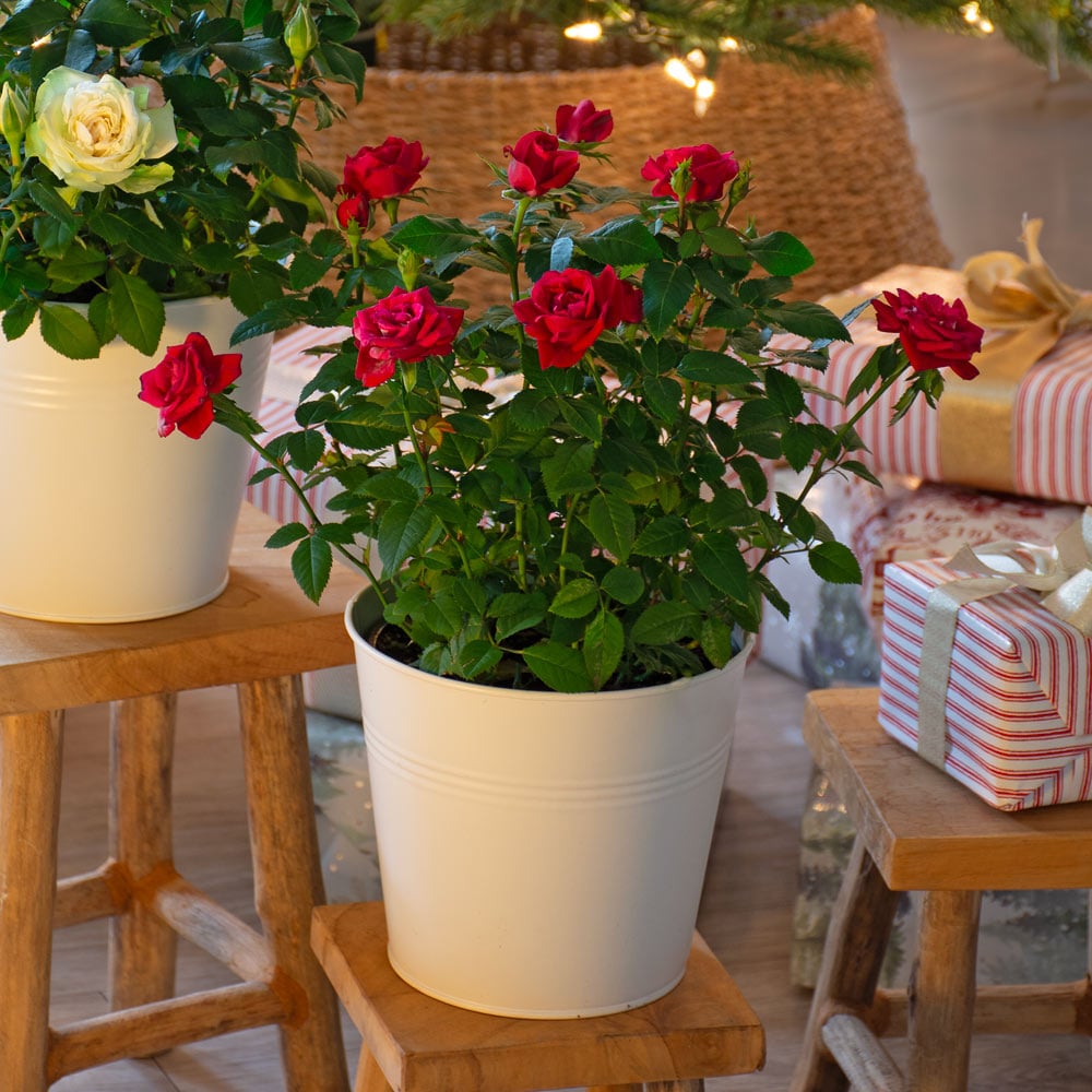 Red Rose in white metal cachepot