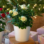  White Rose in white metal cachepot