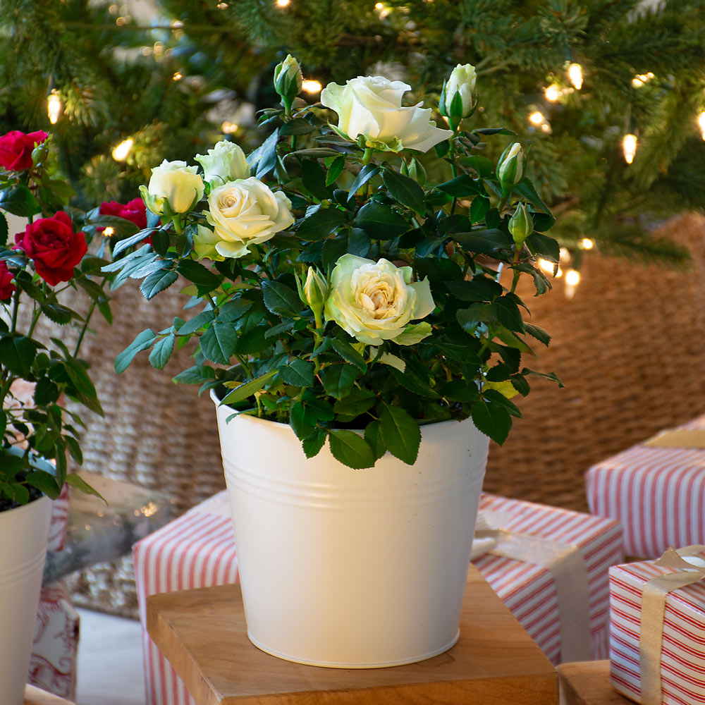 White Rose in white metal cachepot