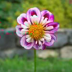  Dahlia 'Bumble Rumble'