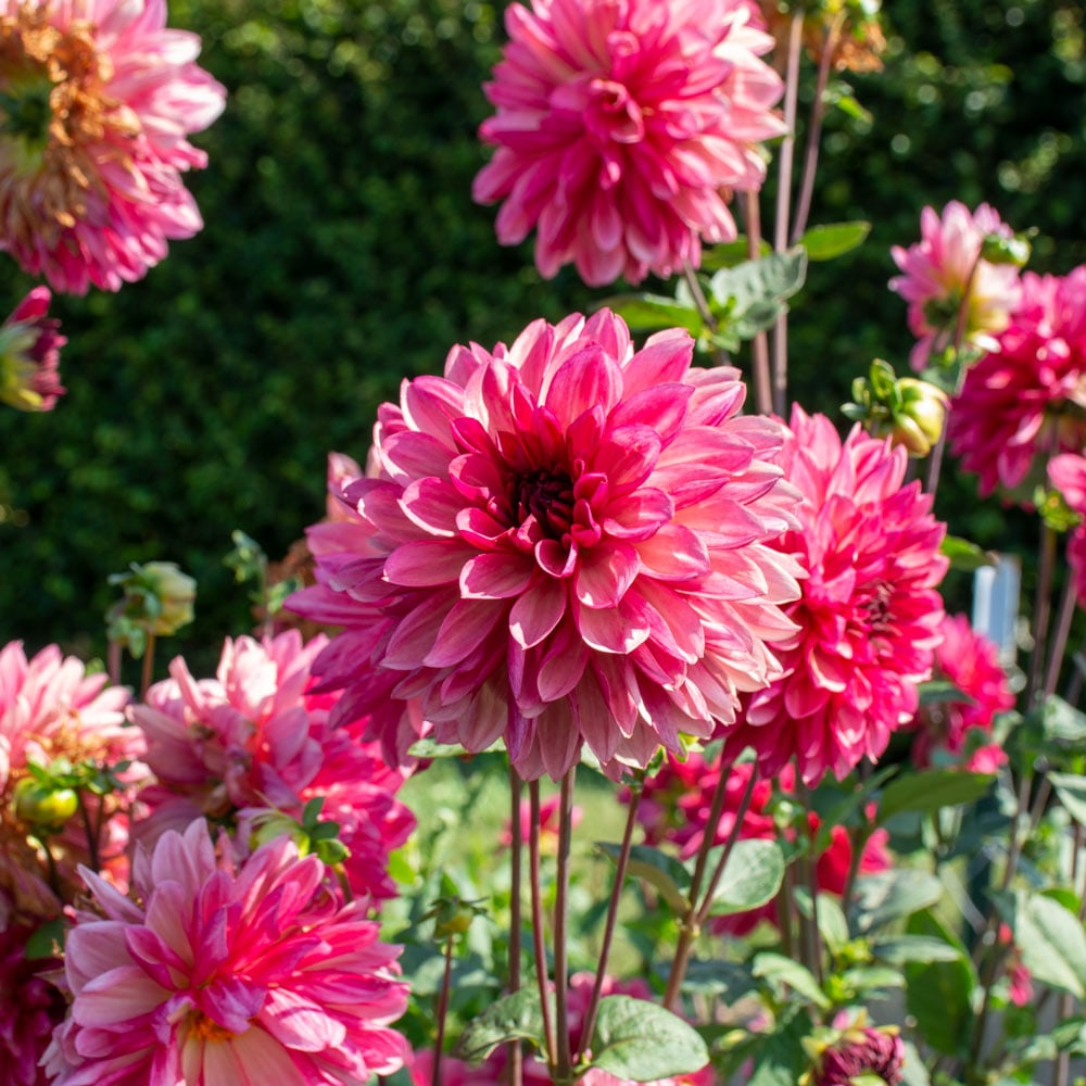 Dahlia 'Bacardi'