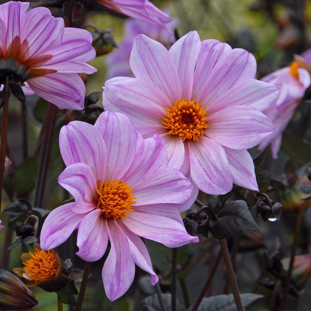 Dahlia 'Bishop of Leicester'