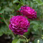  Rose Celestial Night™