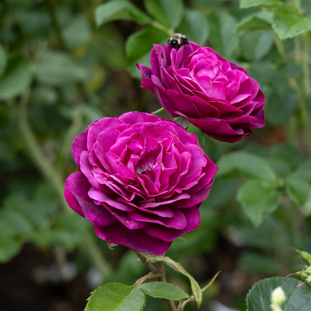 Rose Celestial Night™