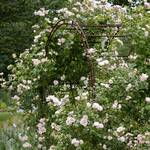  Rose 'New Dawn'