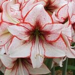 Amaryllis 'Chiara'  Amaryllis 'Chiara'