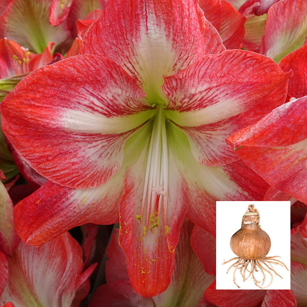 Amaryllis 'Giant Flame' | White Flower Farm, image size:1000x1000