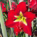  Amaryllis 'Ibiza'