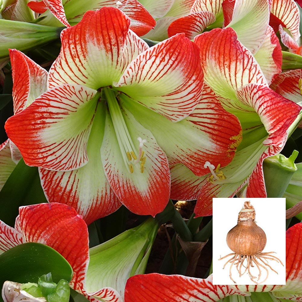 Amaryllis 'Tropical Sensation' | White Flower Farm