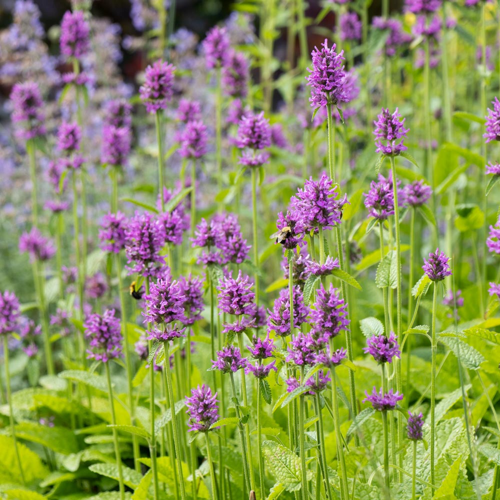 Betonica officinalis 'Hummelo' | White Flower Farm