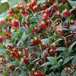  Spigelia marilandica 'Little Redhead'