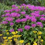  Monarda didyma Grand Parade™