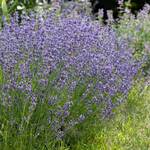  Lavandula angustifolia 'Hidcote'